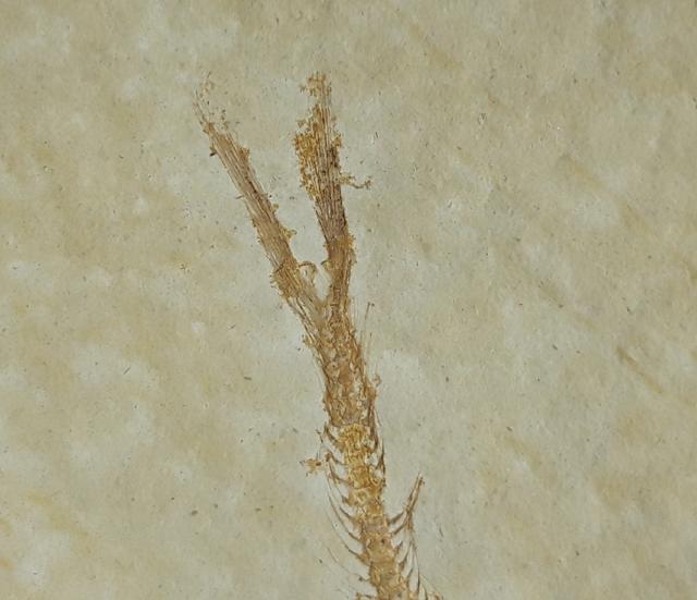 Leptolepides sprattiformis (BLAINVILLE 1818) - Bild © FossNet FossilienStore